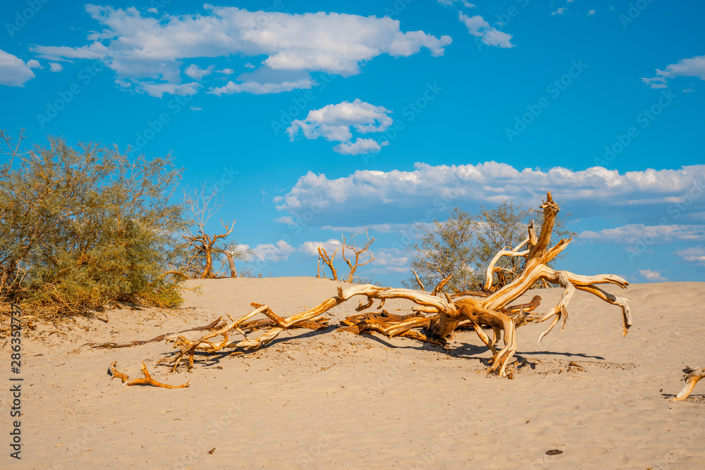 A dead tree in the desert of Death Valley, California. United States