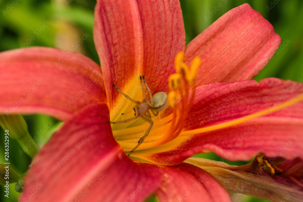 Spider Cheiracanthium sitting in the flower red and yellow daylilie. Cheiracanthium in ambush. Spider close-up. Spider Cheiracanthium sitting in the flower red and yellow daylilie. Cheiracanthium in ambush. Spider close-up.