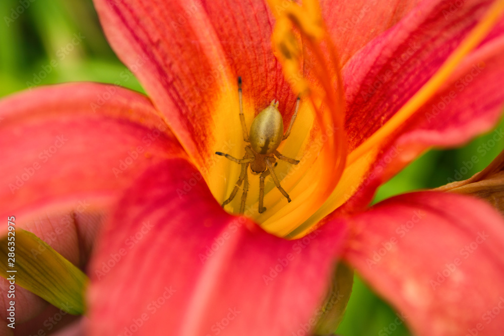 Spider Cheiracanthium sitting in the flower red and yellow daylilie. Cheiracanthium in ambush. Spider close-up. Spider Cheiracanthium sitting in the flower red and yellow daylilie. Cheiracanthium in ambush. Spider close-up.