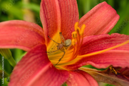 Spider Cheiracanthium sitting in the flower red and yellow daylilie. Cheiracanthium in ambush. Spider close-up.