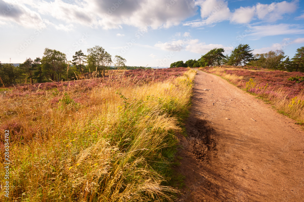 Fototapeta premium Green trees with blue sky in the backgound and pink red violet heather as foreground