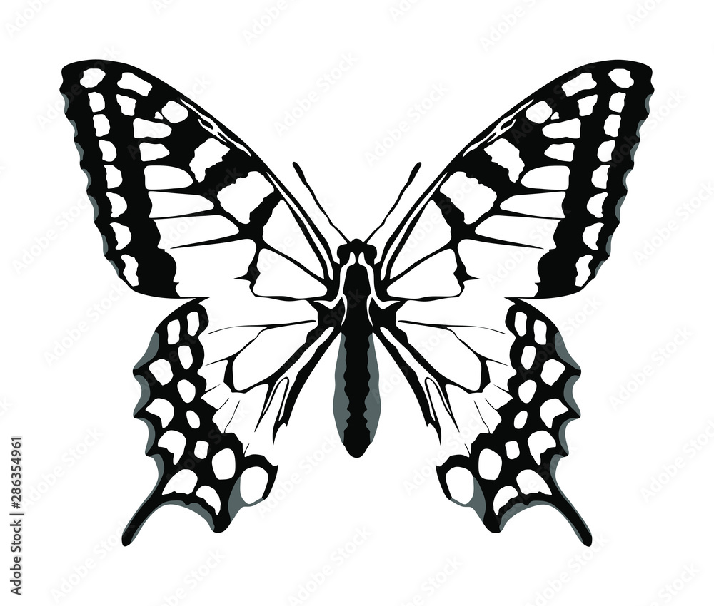 Monarch Butterfly vector with open wings in a top view. Flying migratory  insect. Butterflies represents symbol of summer and the beauty of nature.  Butterfly art symbol illustration and tattoo sign. Stock Vector |