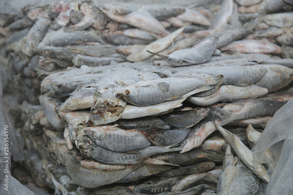 Fish in large briquettes of deep freeze. Storage of frozen seafood. Industrial fishing and seafood processing. Semi-finished products and seafood in an industrial refrigerator. Fish in large briquettes of deep freeze. Storage of frozen seafood. Industrial fishing and seafood processing. Semi-finished products and seafood in an industrial refrigerator.