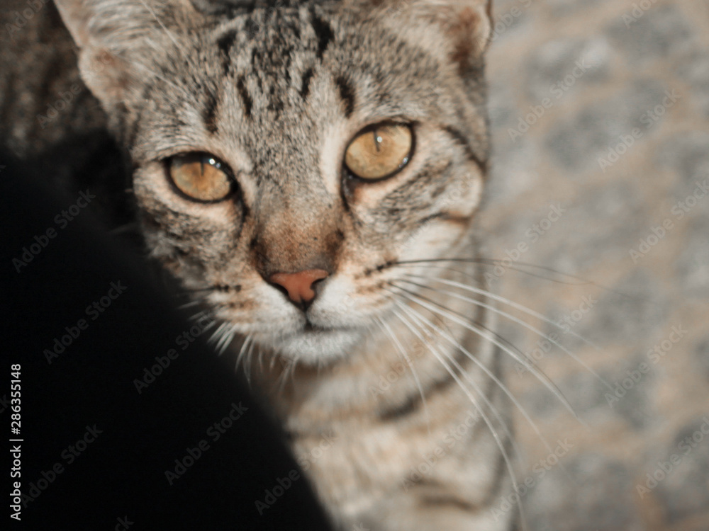 Lost Cat Lost Cat