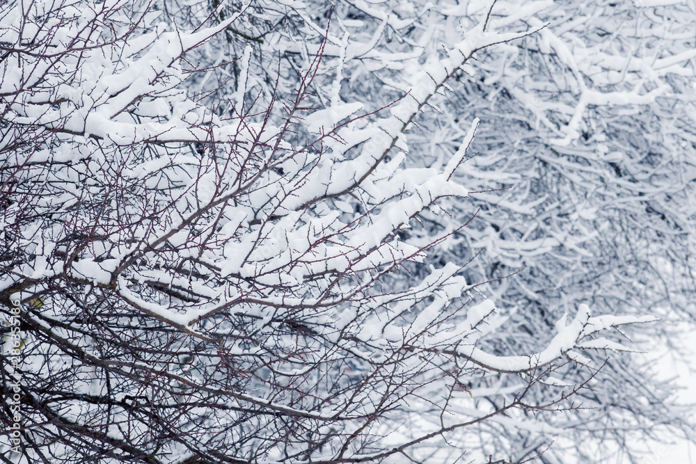 Tree branches covered with snow. The first snow_