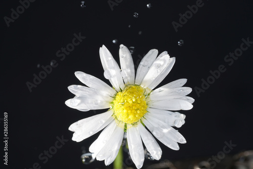 Since Daisy grows on almost every meadow area, it is one of the best-known plant species in Central Europe.