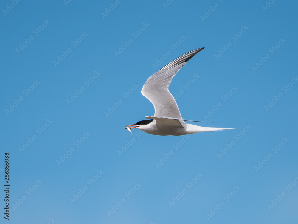 Common Tern with fish in flight against blue sky Common Tern with fish in flight against blue sky