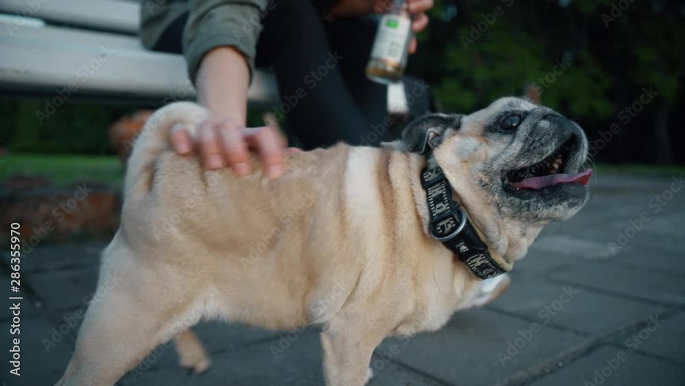 Close-up face of cute pug dog puppy. Slow motion. Adorable and funny dog. Slow motion footage. Close-up face of cute pug dog puppy. Slow motion. Adorable and funny dog. Slow motion footage.