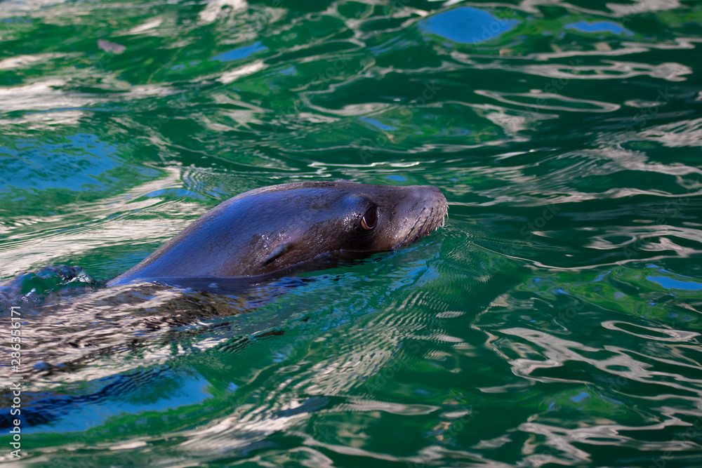 Obraz premium Seelöwe