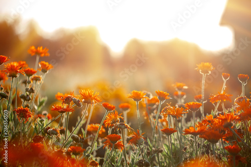 Natural summer background orange field flowers in the morning sun rays with soft blurred focus