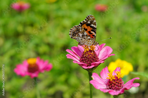 a small tortoiseshell butterfly pollinating a pink flower