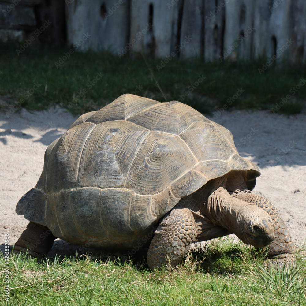 Fototapeta premium turtle on the grass