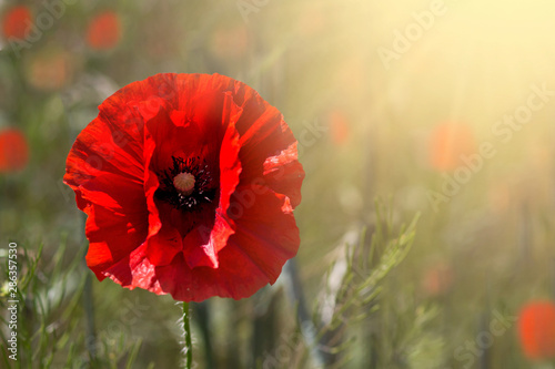 Poppy flower or papaver rhoeas poppy with the light. Summer time background. Copy space