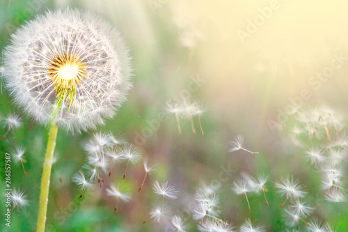 Fototapeta Naklejka Na Ścianę i Meble -  Fluffy dandelions glow in the rays of sunlight at sunset in nature on a meadow. Beautiful dandelion flowers in spring in a field close-up in the golden rays of the sun.