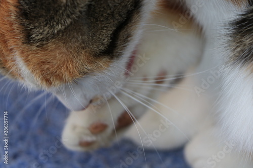 Canvas Print portrait, close up of a orange, gray and white cat scratching himself on a blurr