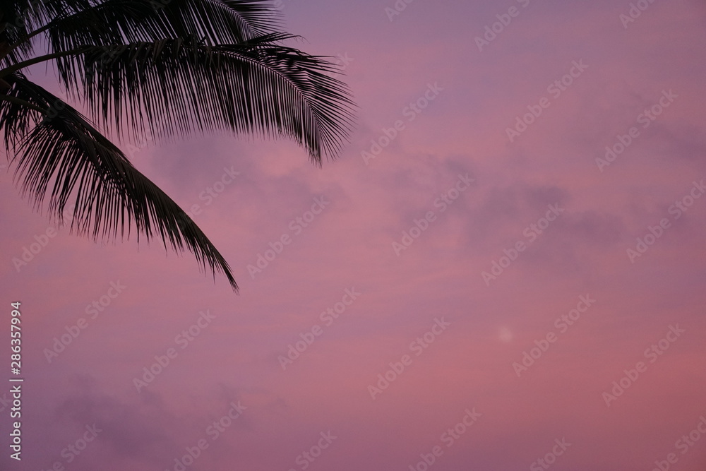 Palm Trees in the Red Sunset Sky in Kauai