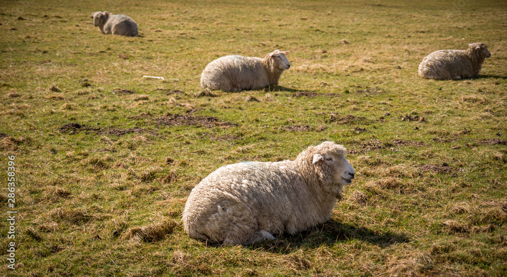 Obraz premium the sheep