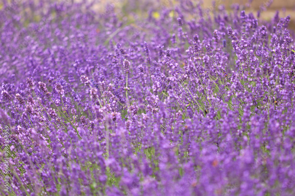 Lavender field meadow flowerbed