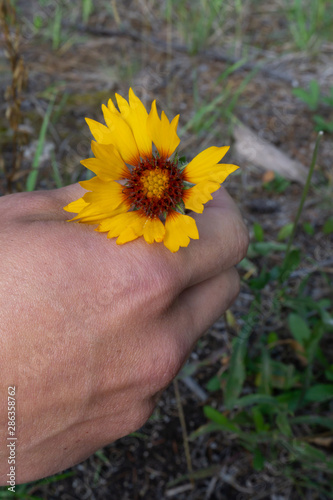 mans hand holding flower
