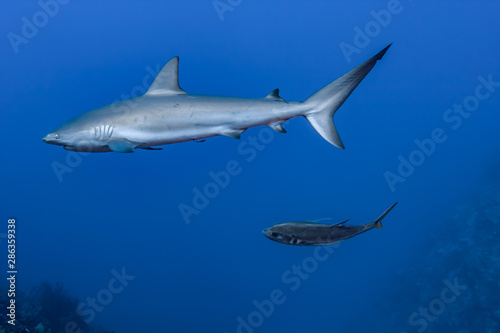 A Caribbean Reef Shark is on the prowl for a meal with a Blue Runner closely following in the clear waters of the Turks and Caicos islands.