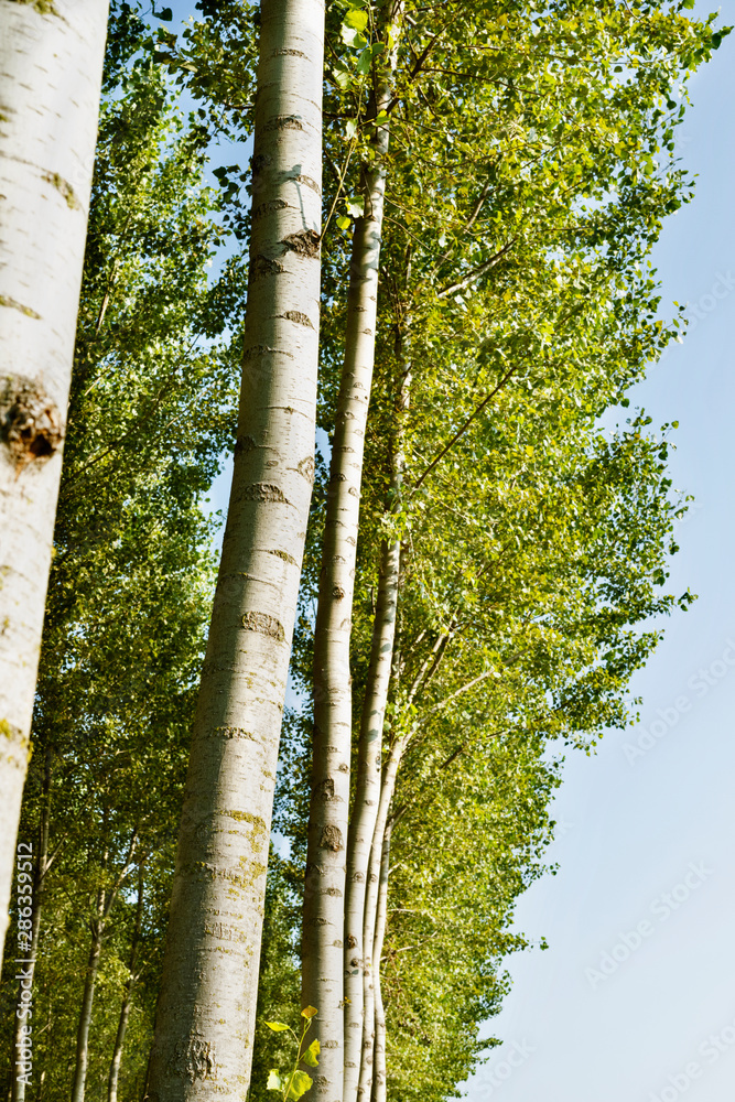 Fototapeta premium Cultivation of aspen trees