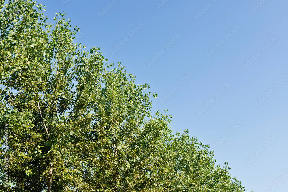 Poplar tree foliage Poplar tree foliage