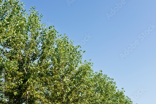 Poplar tree foliage
