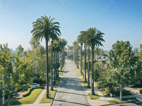 Palm trees in the morning sun in Beverly Hills California photo
