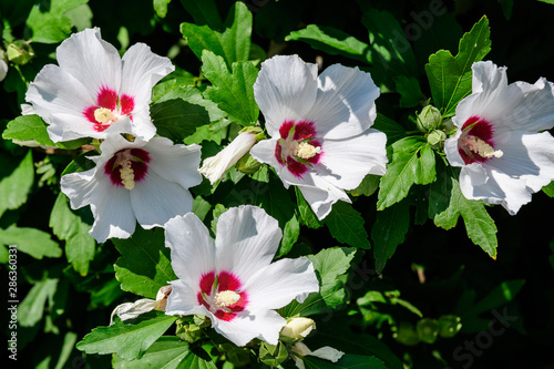 White flowers of hibiscus syriacus, commonly known as Korean rose, rose of Sharon, Syrian ketmia, shrub althea or rose mallow, in a garden in a sunny summer day 