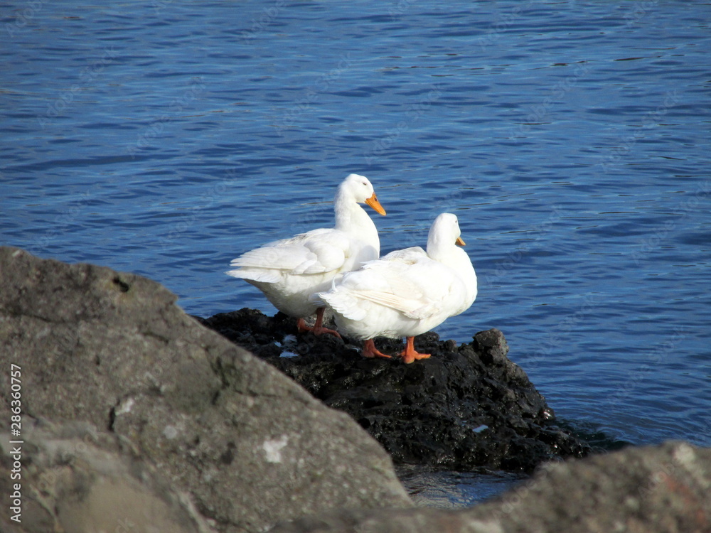 Fototapeta premium rocky and ducks
