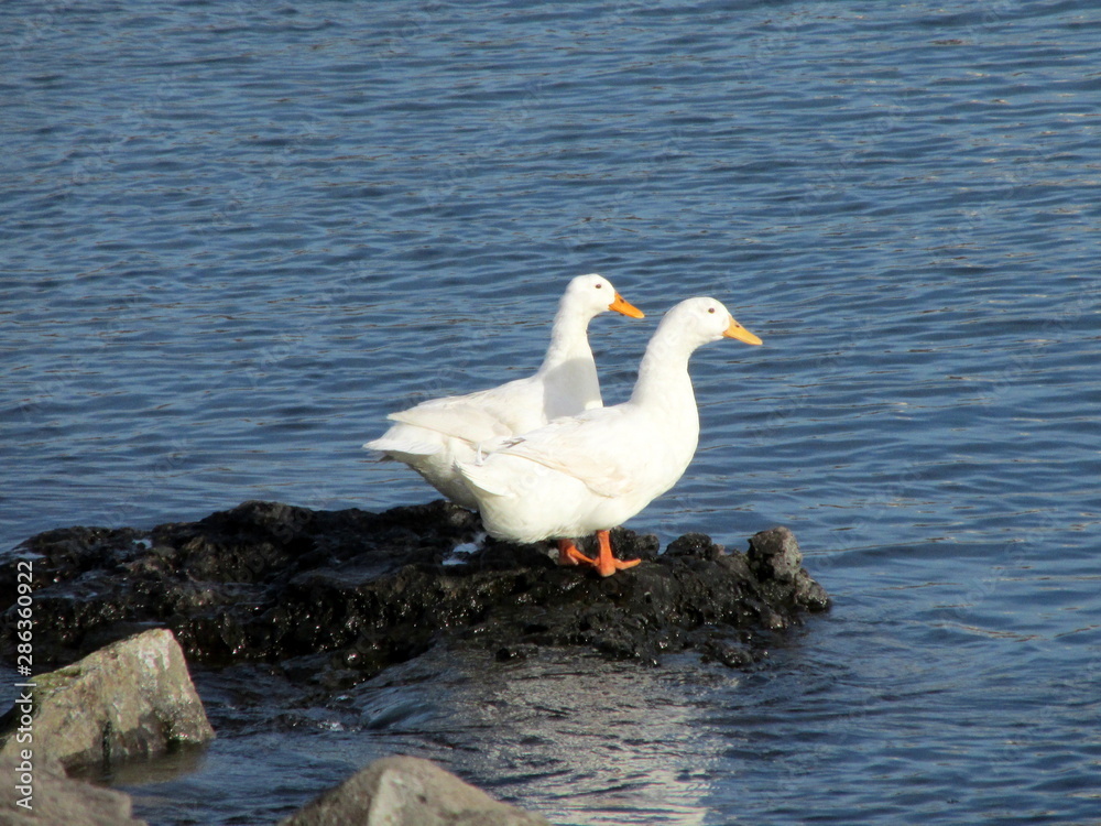 Fototapeta premium rocky and ducks
