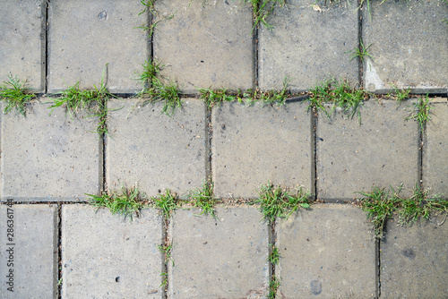 Texture of paving slabs with green grass