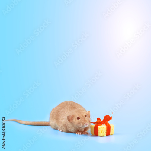 cute decorative rat with cheese gift and red bow on a blue background photo