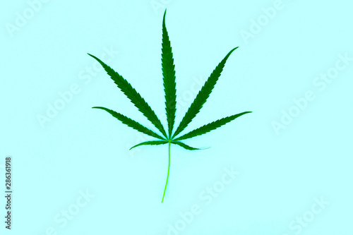 Wild marijuana isolated on a light background. Cannabis ruderalis or ruderalis. Plant ornaments on a blue  green and white background. Texture  pattern  place for signature