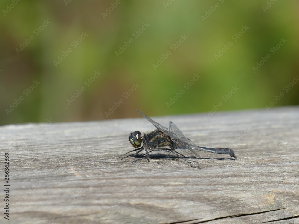 Schwarze Heidelibelle im Spätsommer Schwarze Heidelibelle im Spätsommer