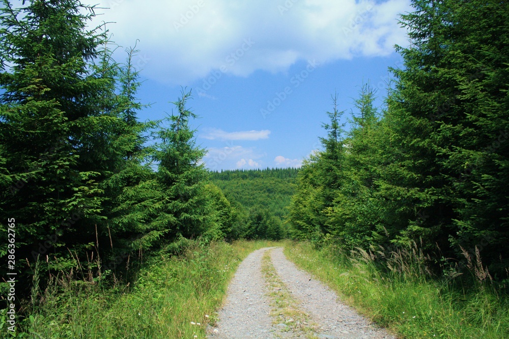 a forest road among the trees on the mountain a forest road among the trees on the mountain