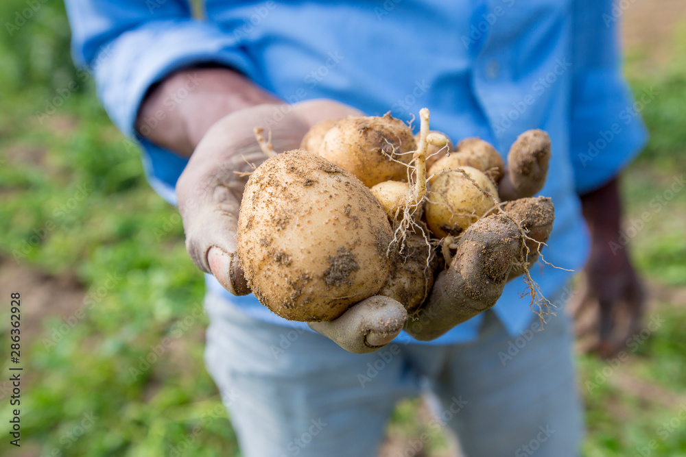 Collecting potatoes are showing a worker at Thakurgong, Bangladesh.