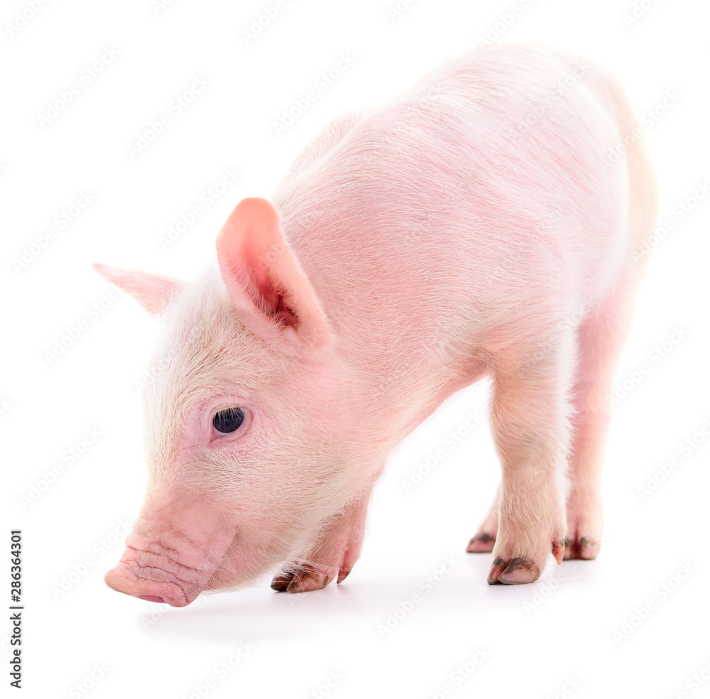 One small piglet. One small piglet.