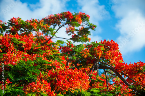 Bilde på lerret Close up of the bright red blossoms of the canopy of a flamboyant flame tree in