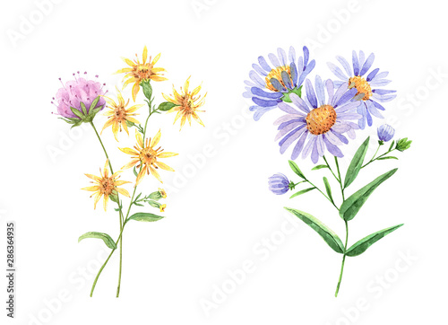 wildflowers set. watercolor drawing