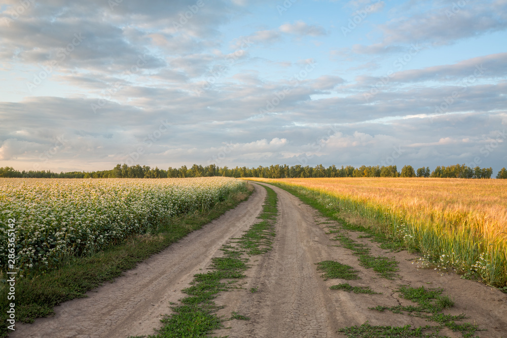 road to the field