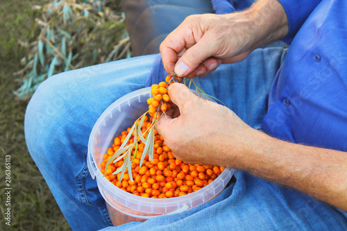 A man collects sea buckthorn in a jar. Close-up. Background.