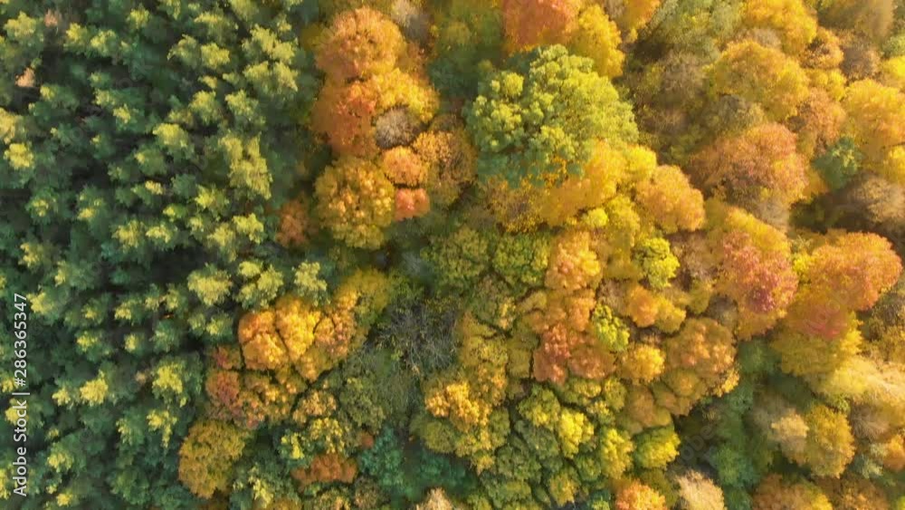 Aerial top down view of autumn forest with green and yellow trees Aerial top down view of autumn forest with green and yellow trees