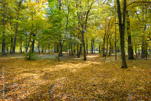 Bright autumn park with fallen yellow leaves.