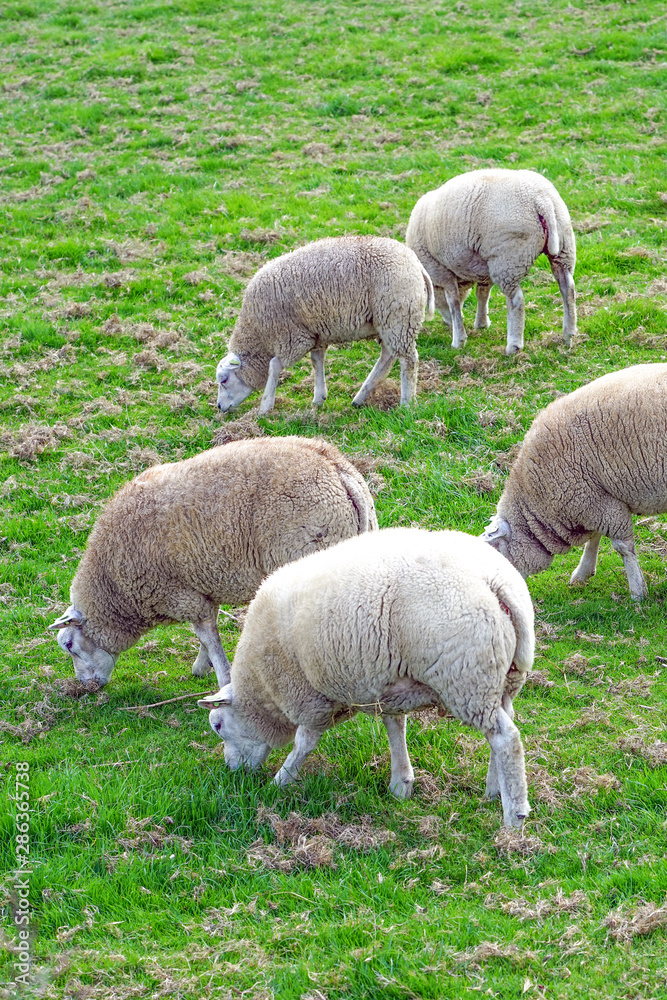 Sheeps in a meadow on green grass. A group of sheeps grazing in a field. Sheeps in a meadow on green grass. A group of sheeps grazing in a field.