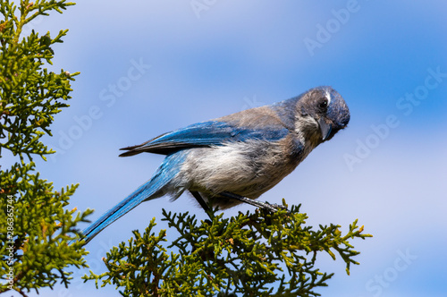 Woodhouse's scrub jay (Aphelocoma woodhouseii)