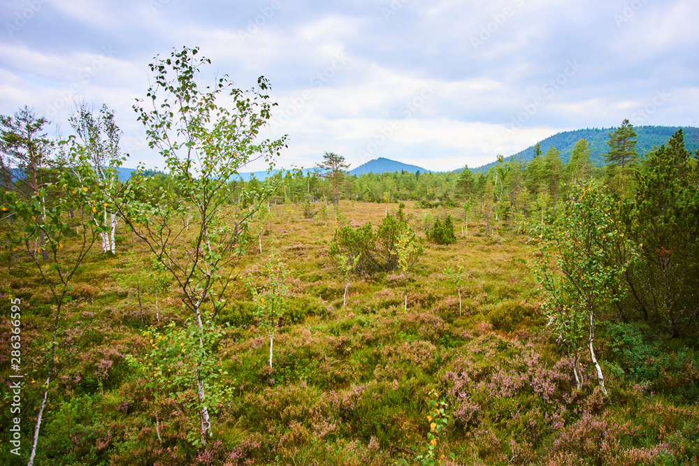 Chalupska moor represents a transitional type of moor between the valley upland moors developed along  Vltava River and mountain raised bogs of Sumava plateau. National Park Sumava (Bohemian forest)