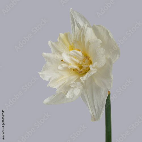 Tender daffodil flower isolated on gray background.