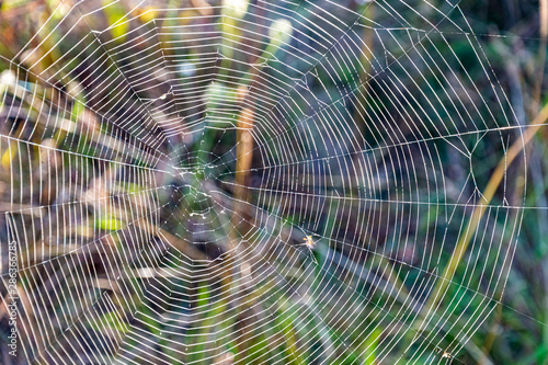 spider web on grass background. summer background