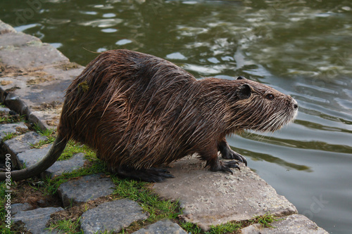 Nutria coypu near the lake in city park. Animals in the city